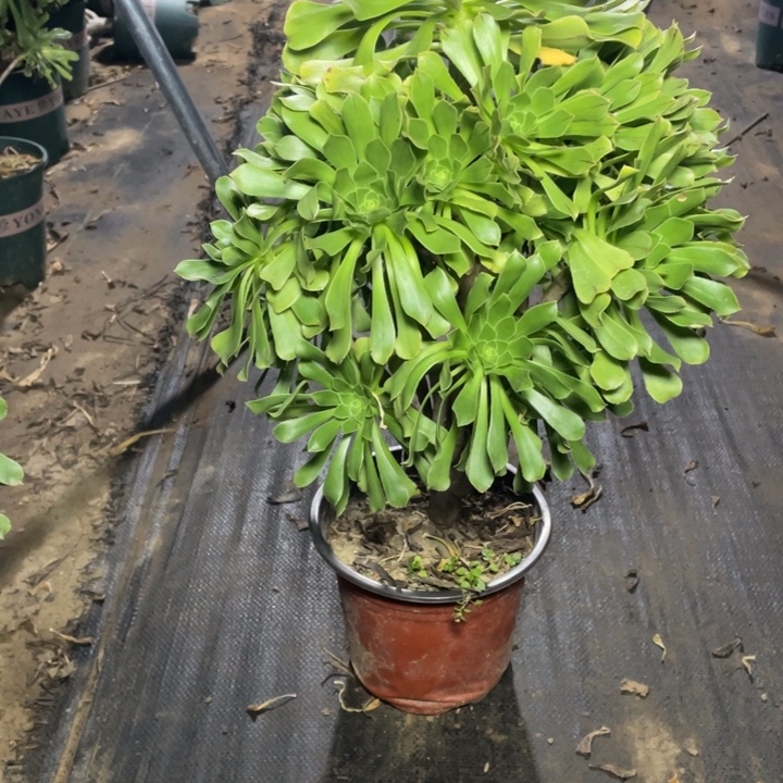 11原始绿法师多肉植物多肉