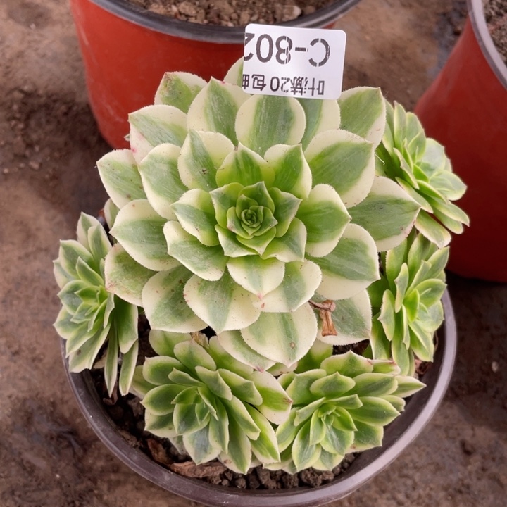 805伊丽莎白多rou