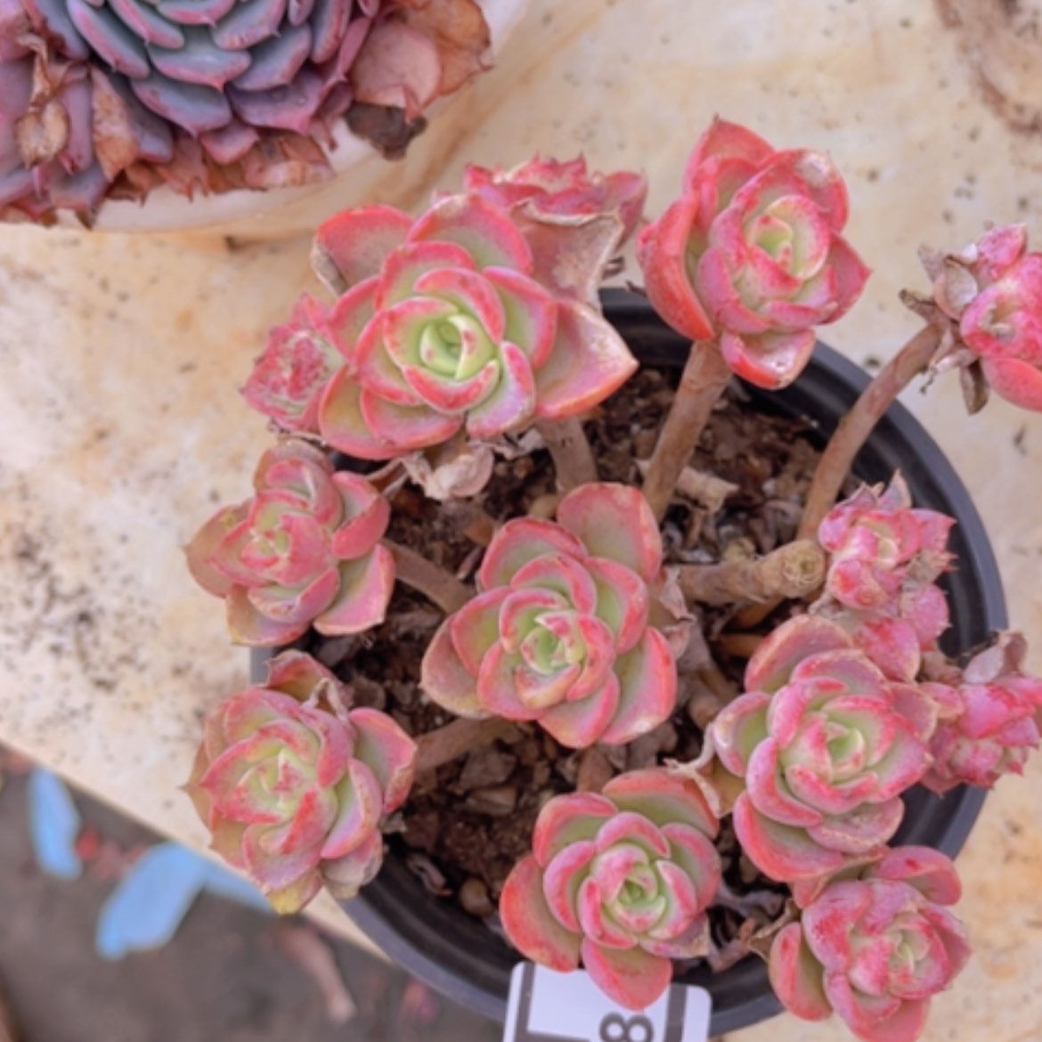 【闪购商品】原始克莉丝汀多肉16128