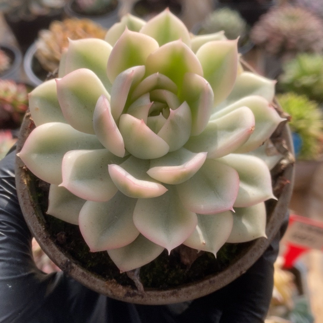 379月亮仙子锦锦锦锦锦