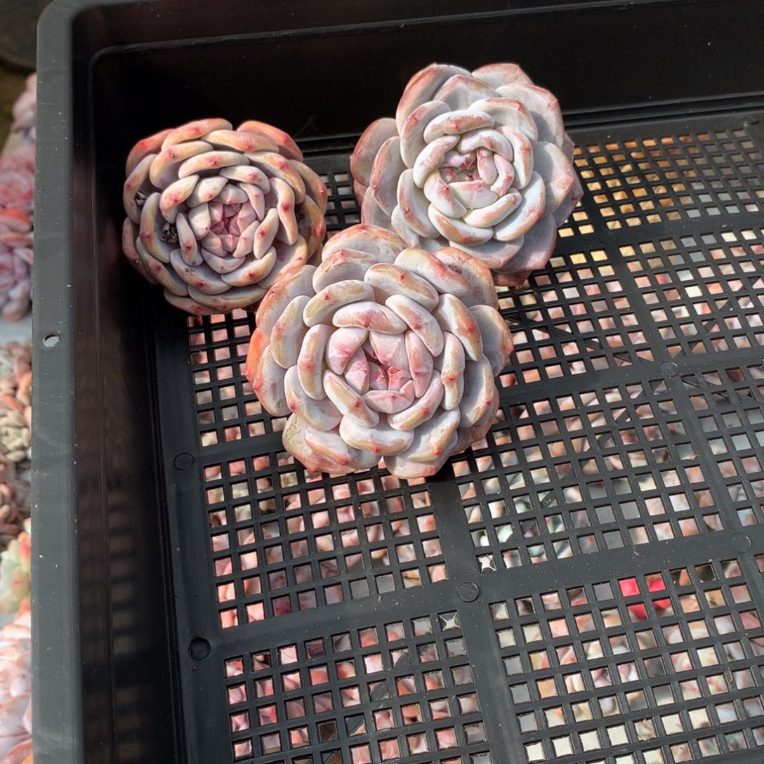 哈哈哈哈哈哈哈哈哈