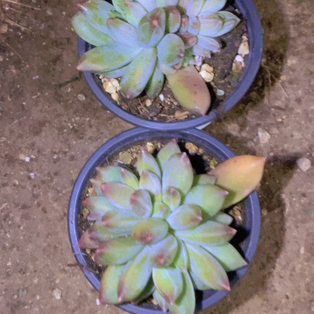 ****韵噢啥也没有干啥就是没