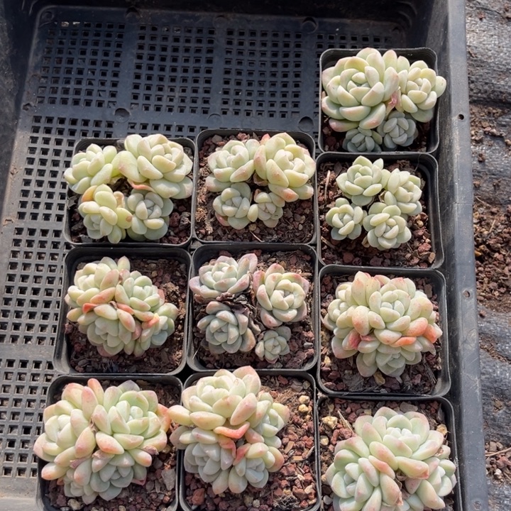 冰玉多肉七方盆一组10个14号