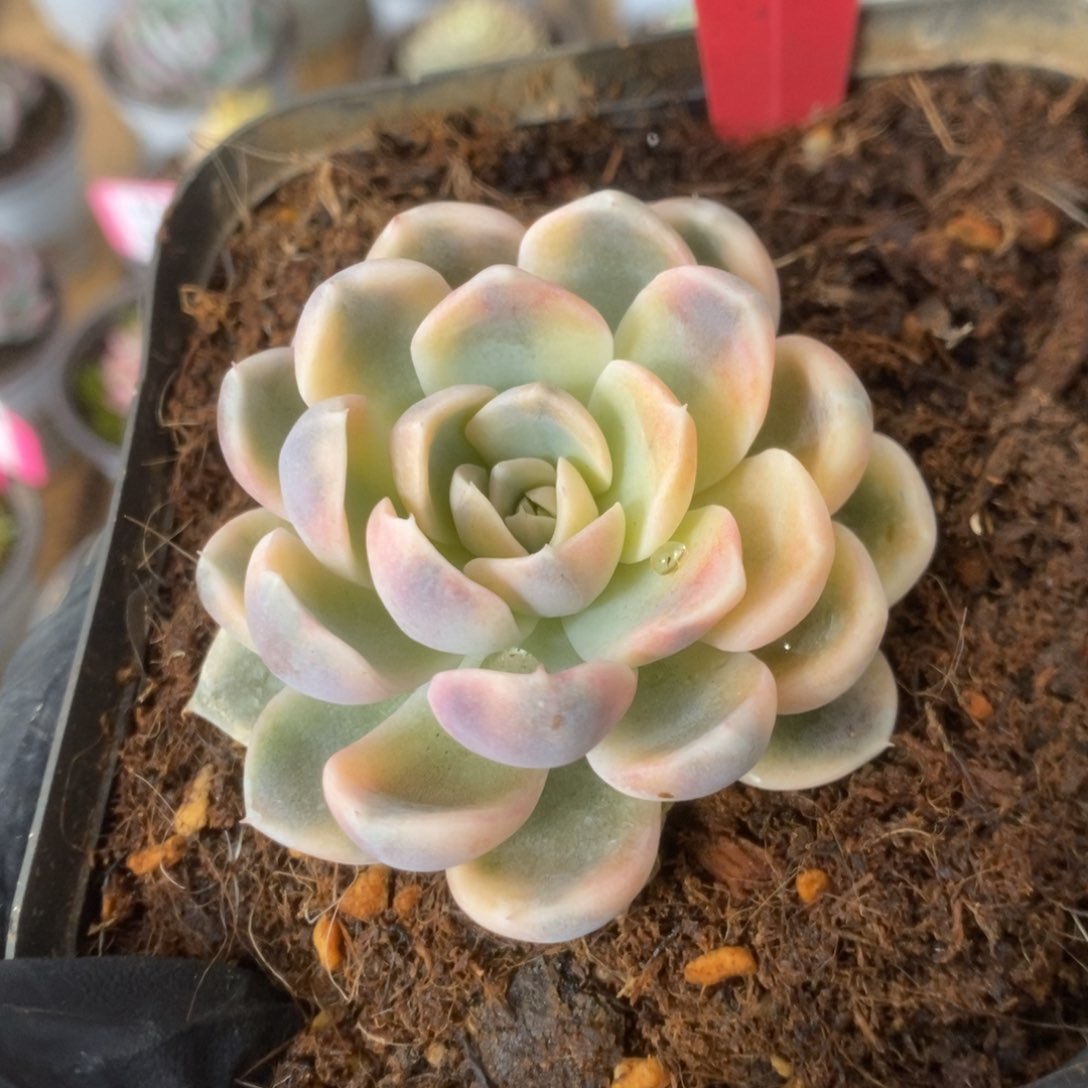 徐*318汉堡锦锦锦锦锦锦