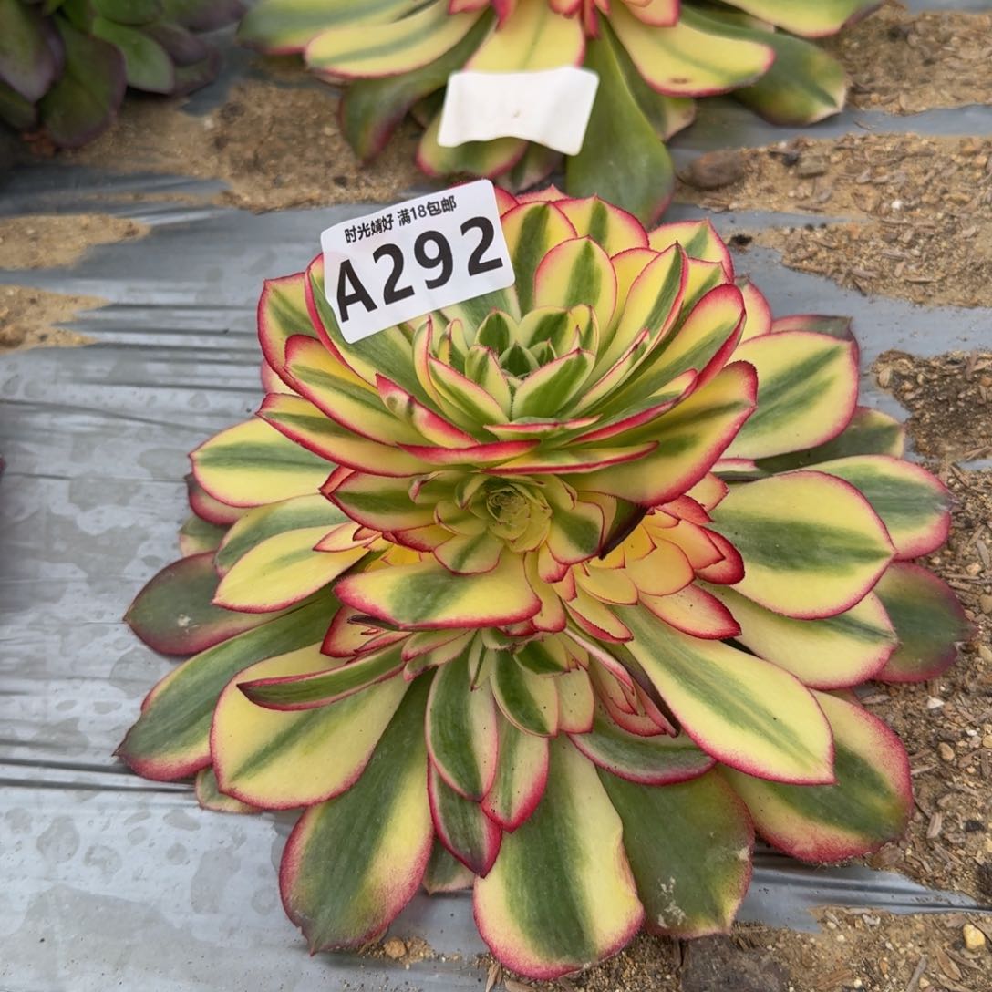 292荔枝。多肉植物。  