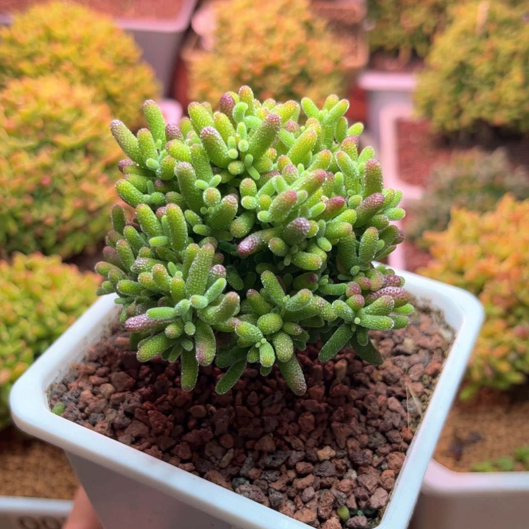 087蜜桔可爱多肉植物