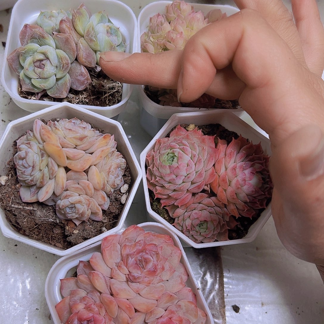 群生组合5盆19包邮