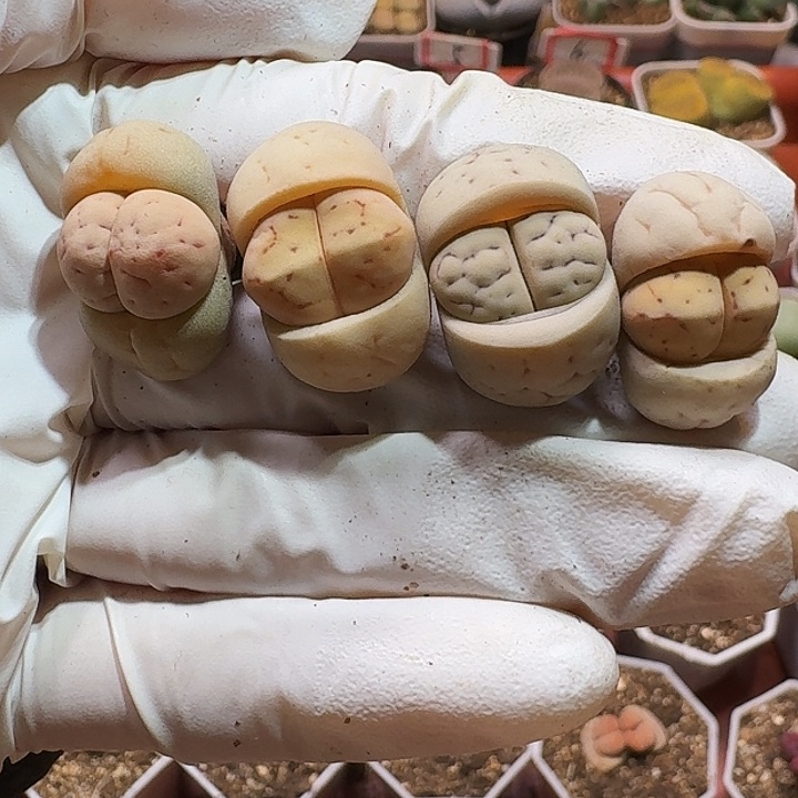 生石花2233:：。  195