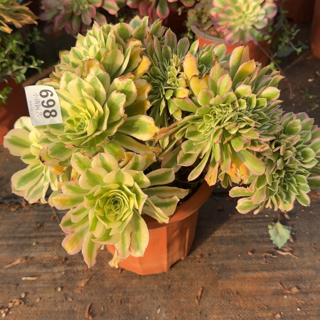 698迈巴赫缀化多肉植物满28包邮