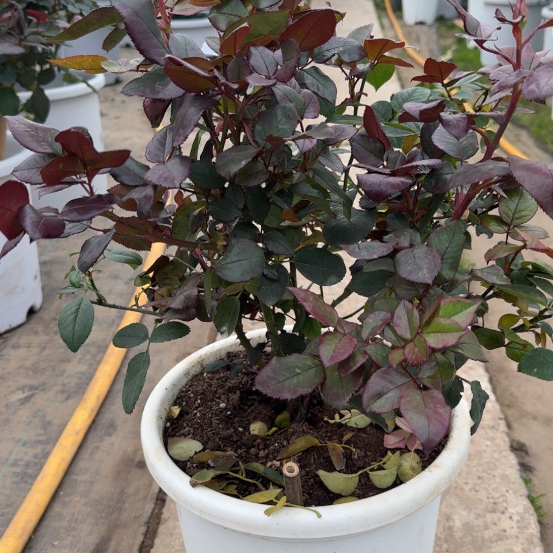 莓***²完全开放精品月季花