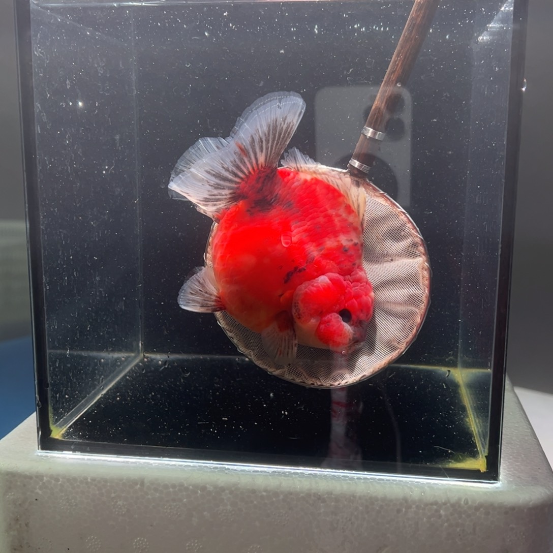 金鱼047。 99999999999