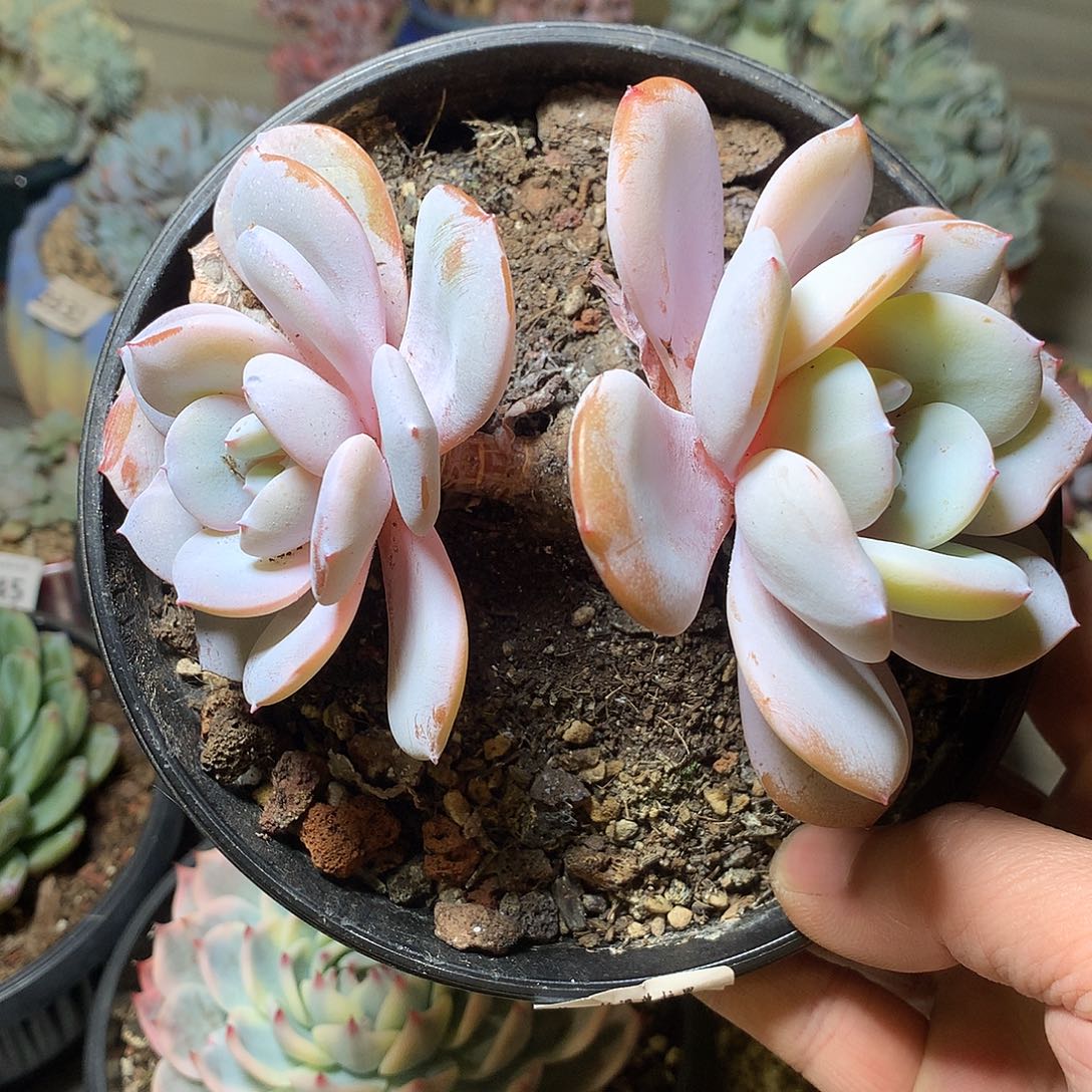 295奶茶多肉一颗13厘米