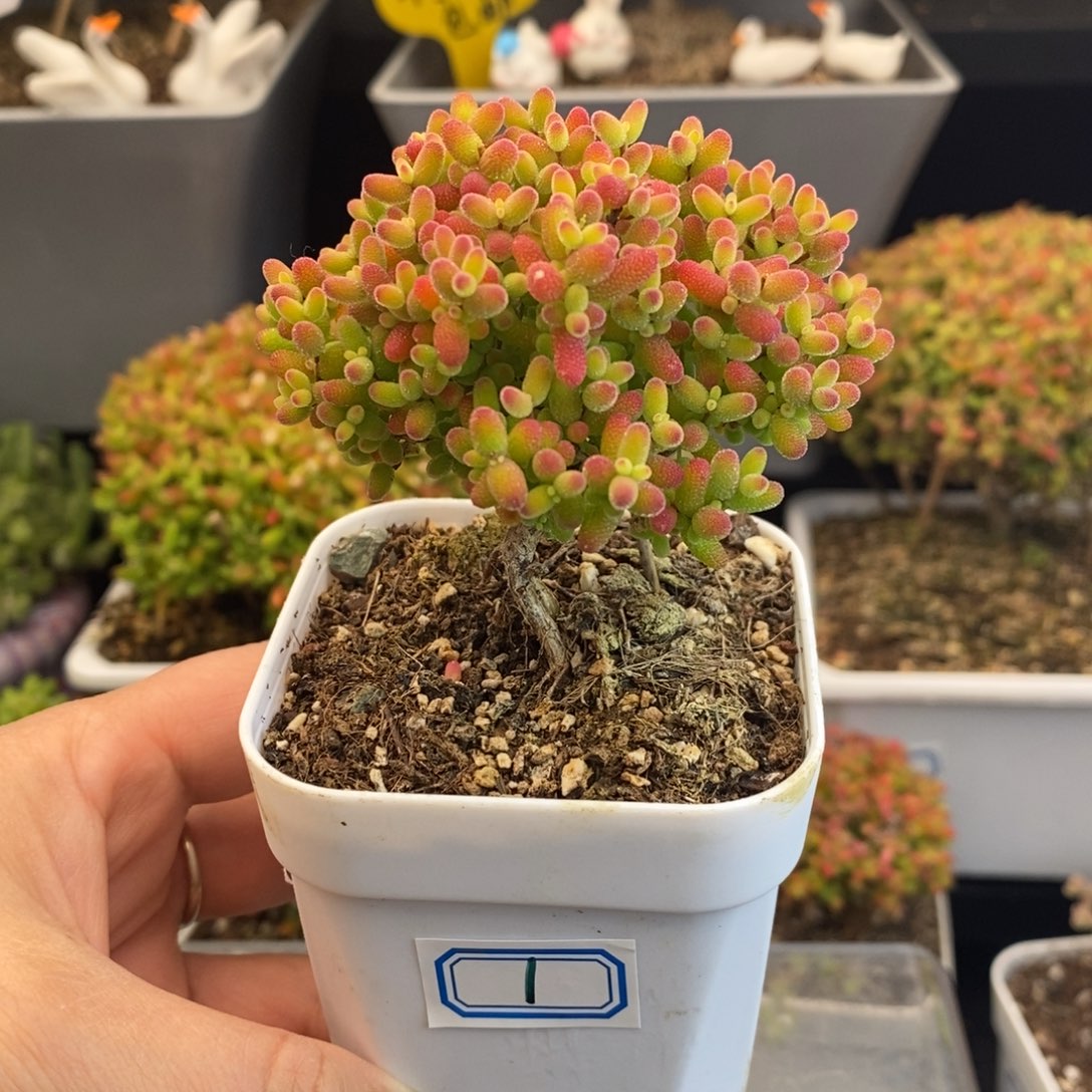 完全开放1号蜜橘糖球（6.5cm）福利