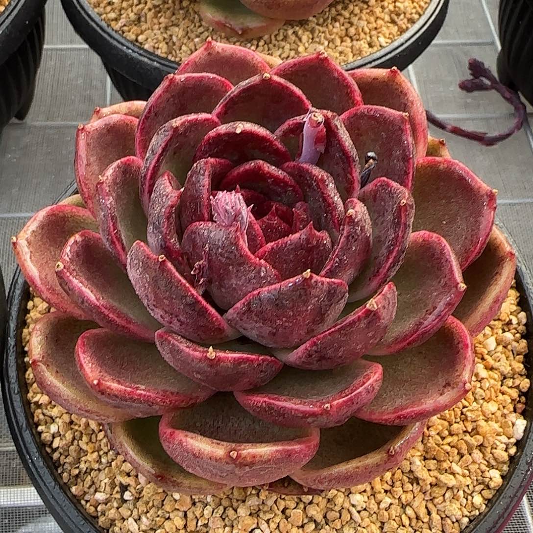 从前慢甄选多肉编号黑水晶玫瑰