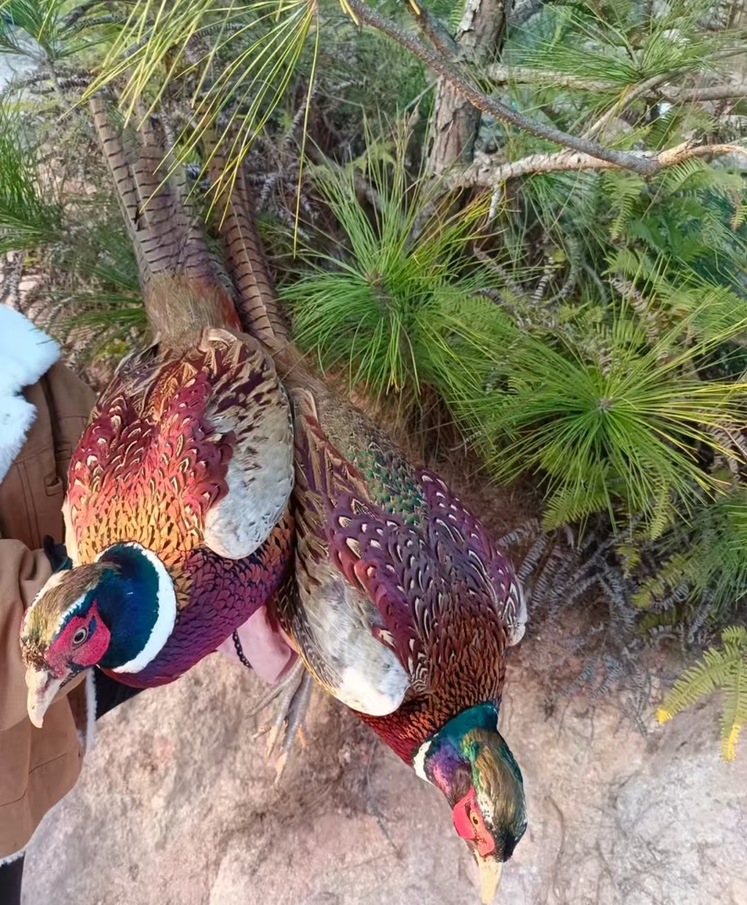 七彩山鸡活体新鲜美味肉质鲜嫩顺丰包邮到家 包冰率不含冰