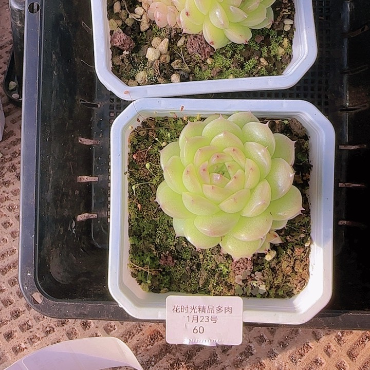 花时光精品多肉60