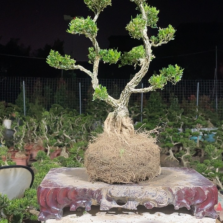 完全开放一**缘黄杨盆景