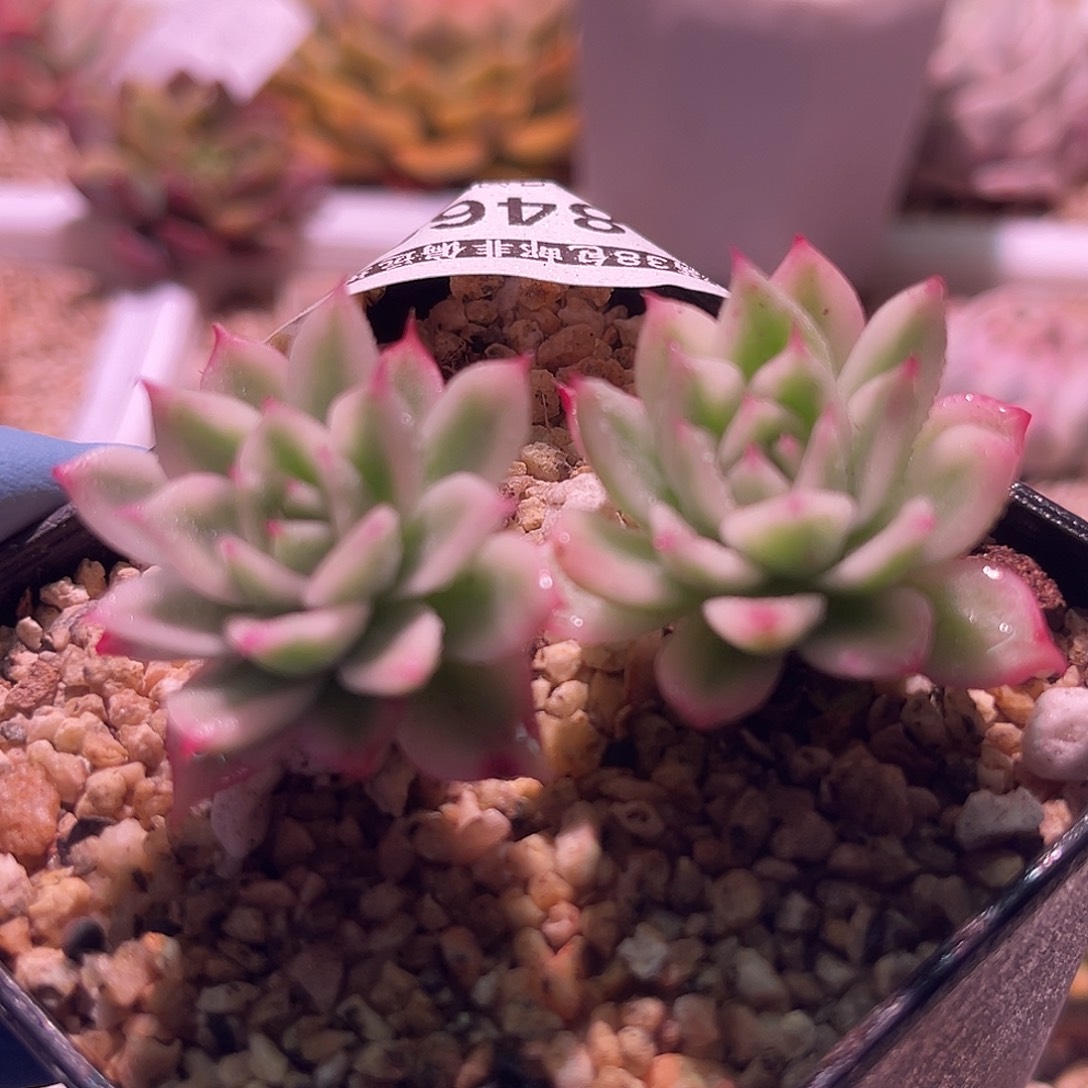 花***菜尚品园艺福利锦8460
