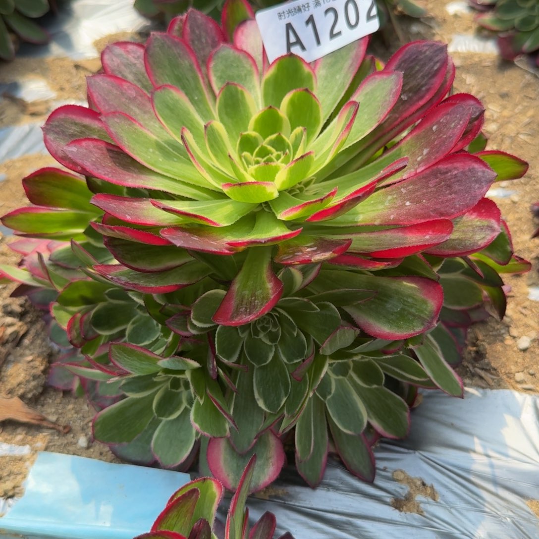 1204粉海王。多肉植物