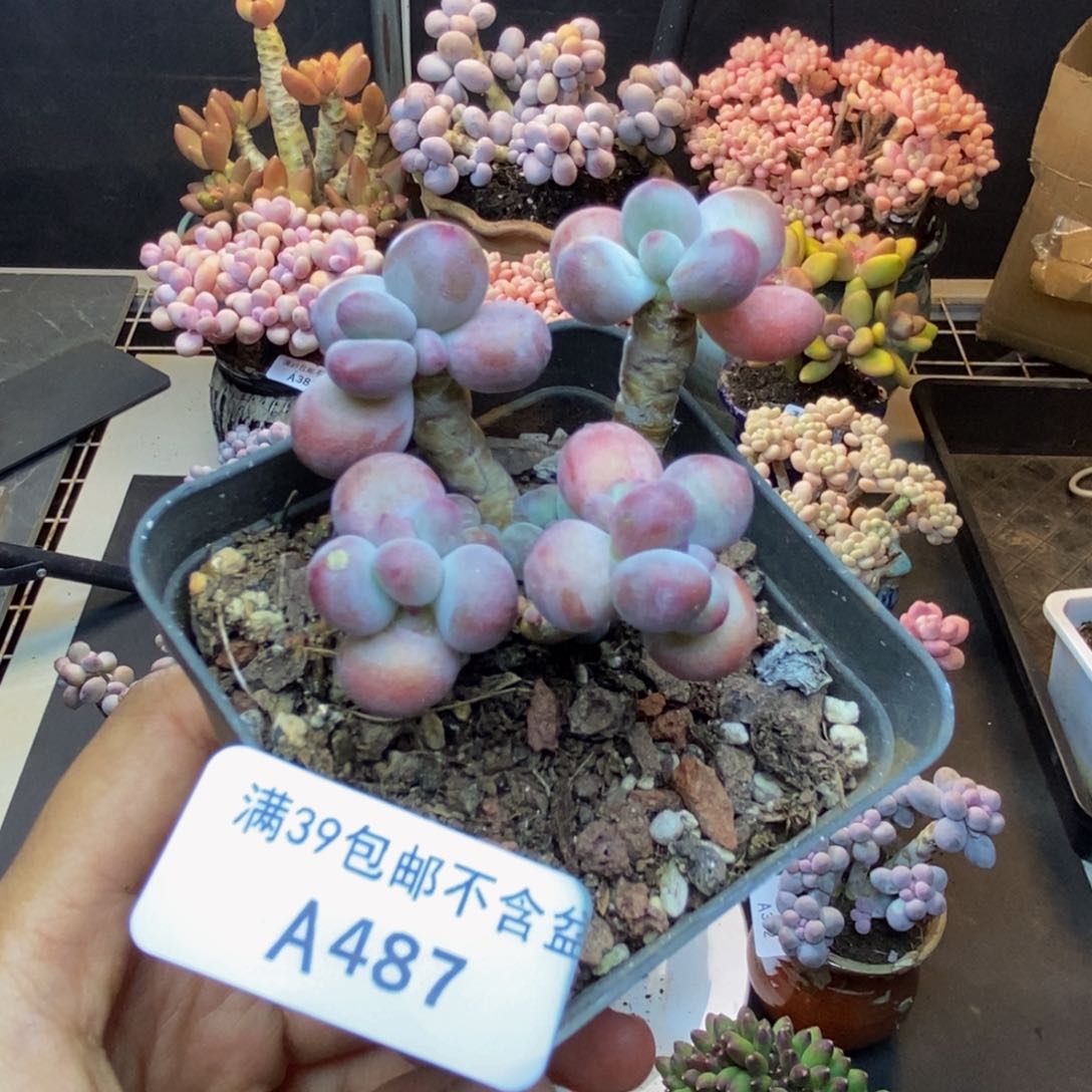 487苹果奶一代多肉5c m