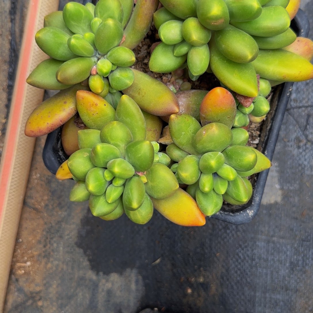 无花朵姜**姜9999。     芒果奶群生，爆崽