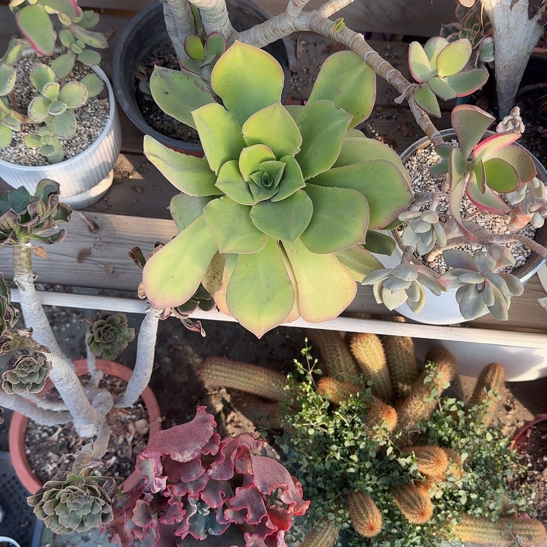 明镜法师多肉植物不带盆