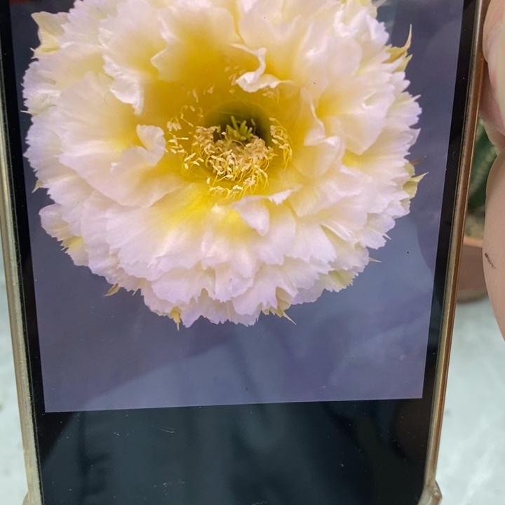 彩草黄牡丹8.5公分左右瑕疪