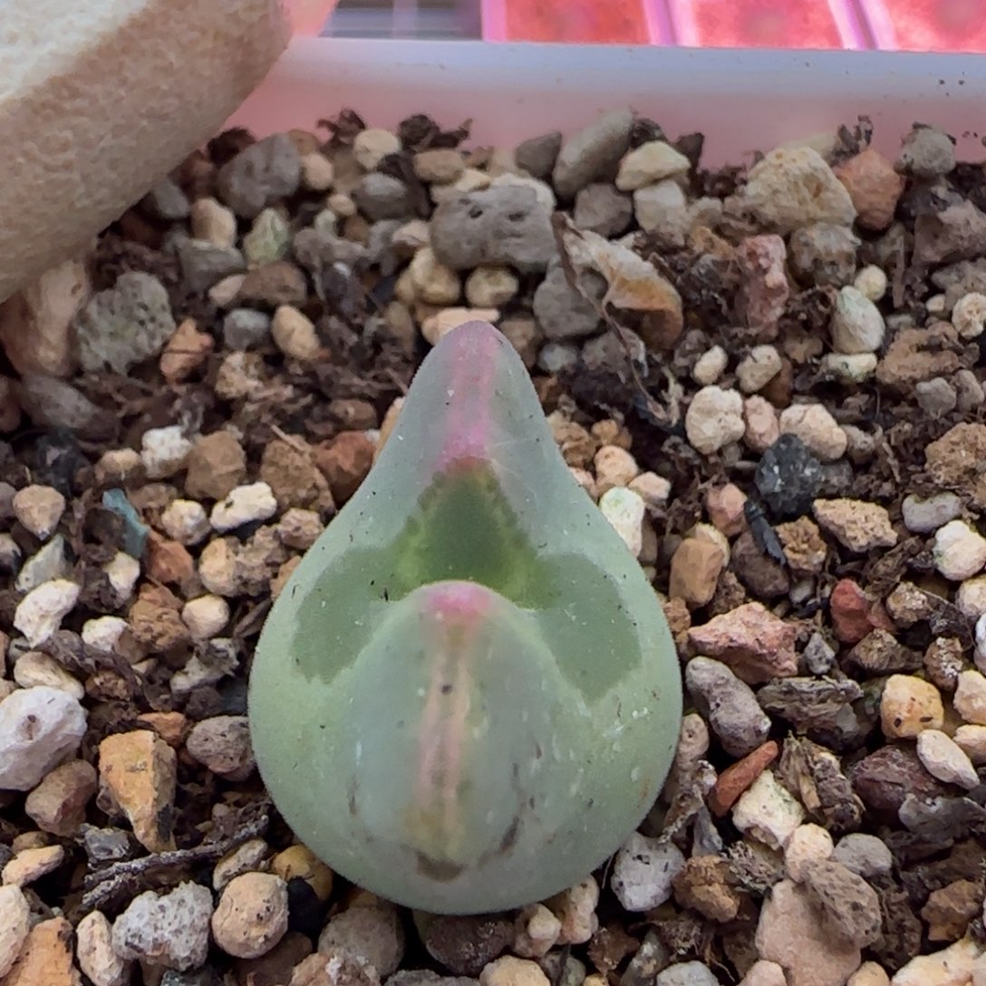 天***空11-30-当天满38包邮3你空蝉1.8脱土