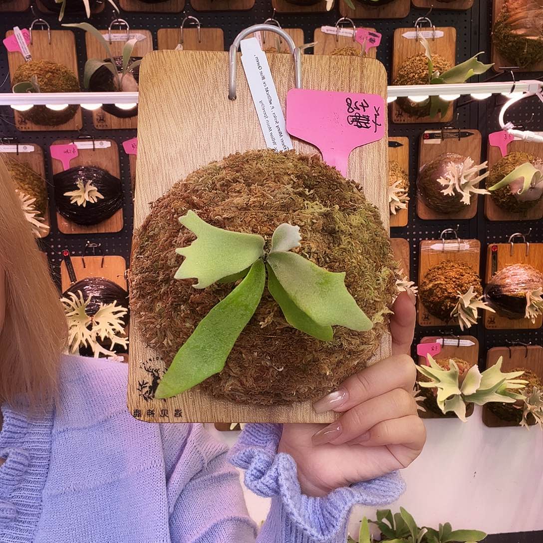 sf 生锈 蓝皇后 黄月 小体