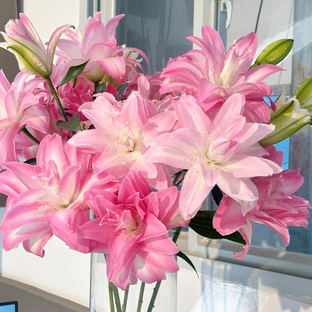 【多头水蜜桃重瓣】重瓣香水百合甘肃玫瑰西北鲜花1单包邮百合花