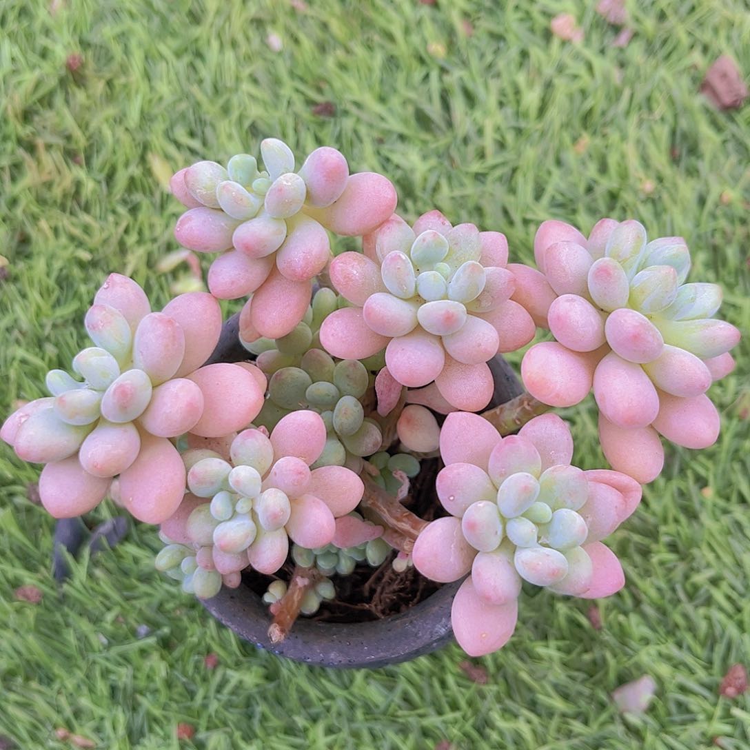 鱼子酱8889999998888