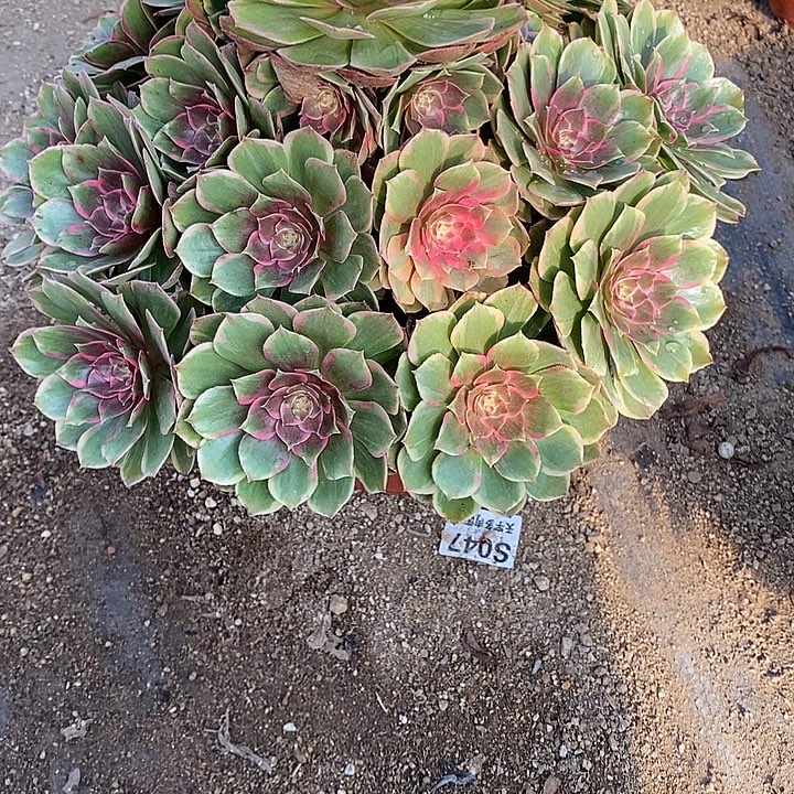 感***心多肉植物粉花妖818多肉