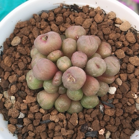 多肉肉锥 蜜枣铜壶