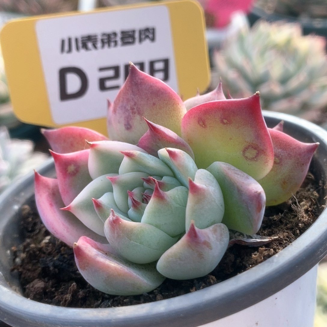 288锦锦锦锦锦锦锦