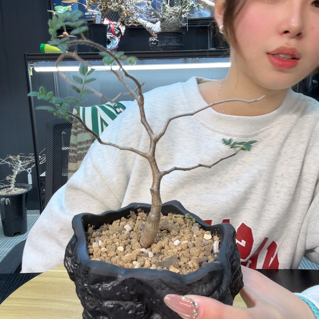 滔天橄榄带盆哈哈