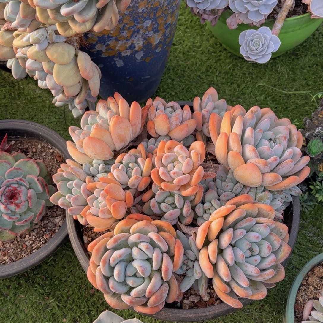 香水大群，官服25无砍老桩