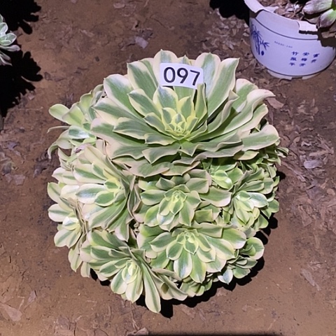 多肉植物法师97绿豆沙