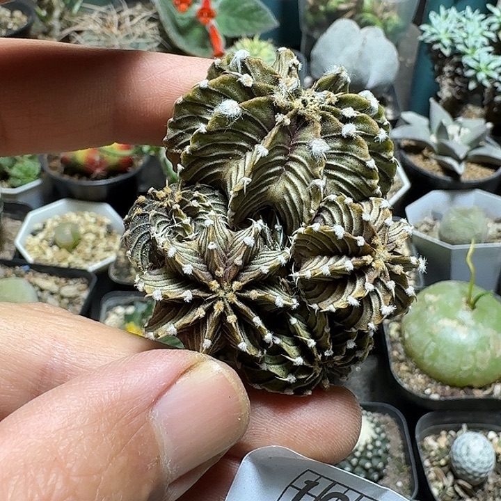 109肋骨牡丹脱土发货