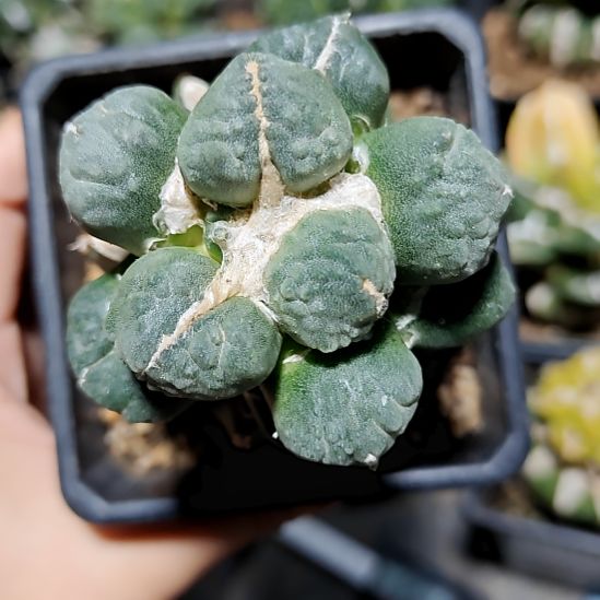 6.5公分蛋怒苗接750750