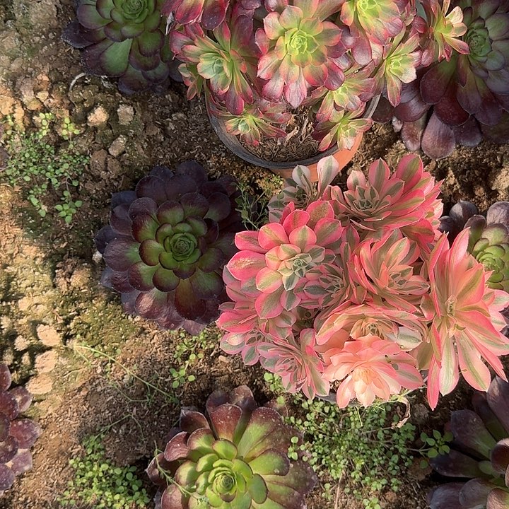 多肉植物女巫无售后10的