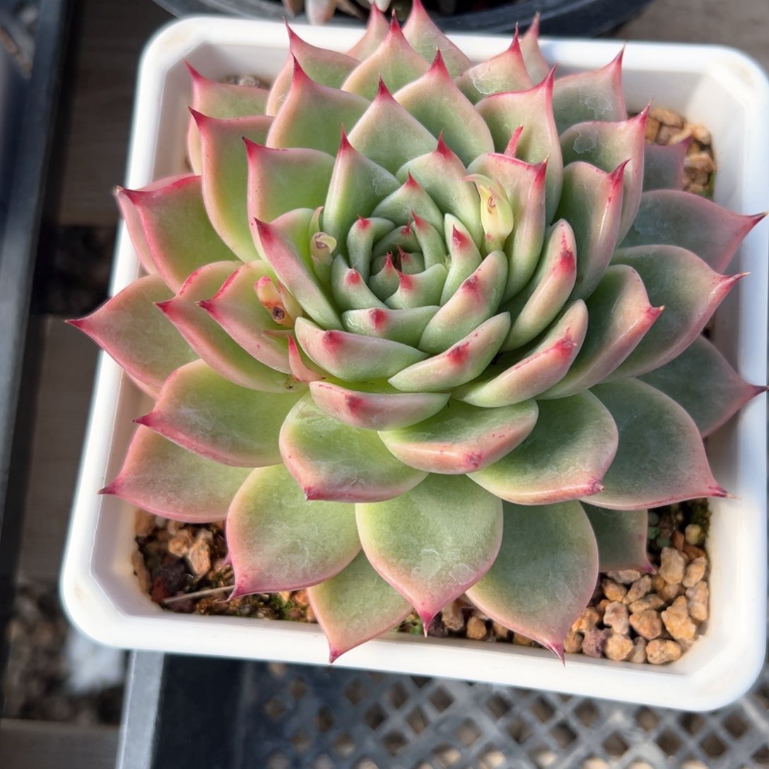 蓝龙（满38包邮）多肉