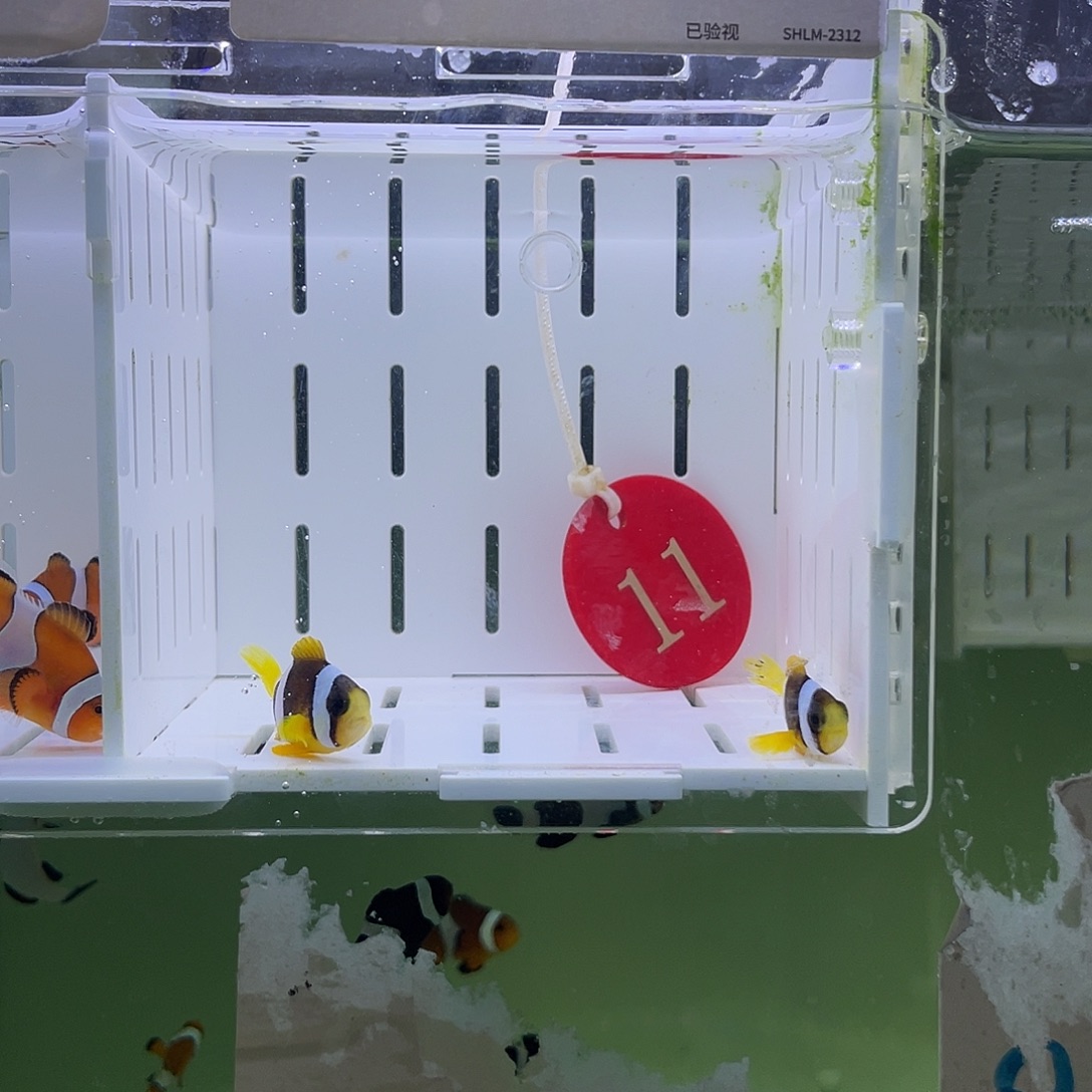 海水鱼人工金双待