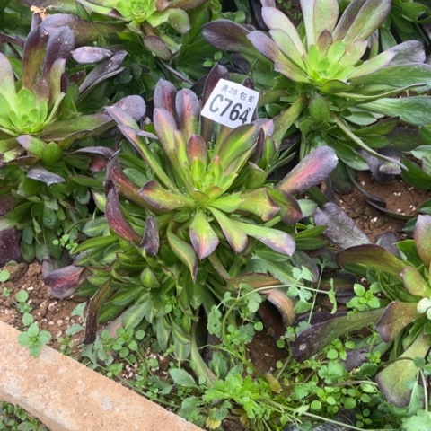 764华纳不包断枝