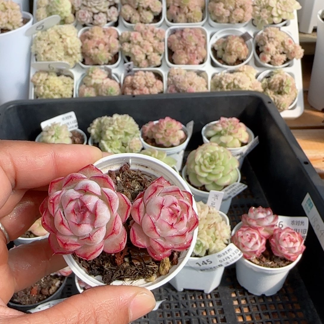 【闪购商品】0213-149边线女王