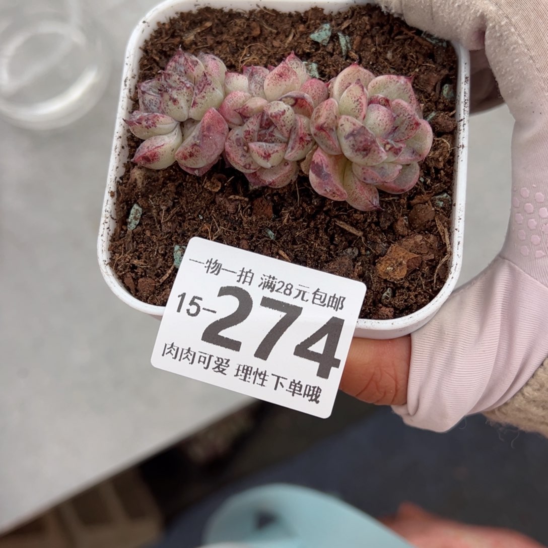 赤水晶多肉多肉多肉多肉