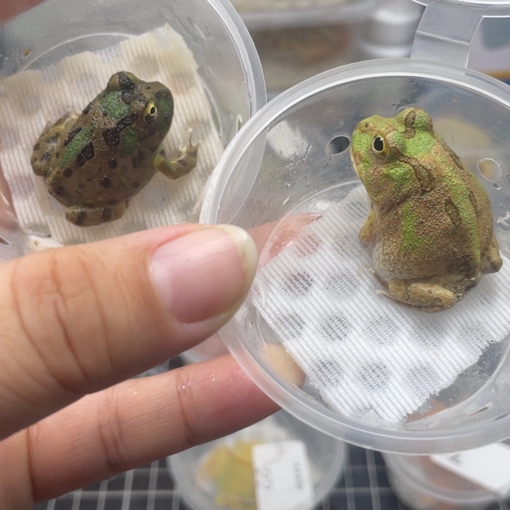 角蛙微瑕波子2只096.017