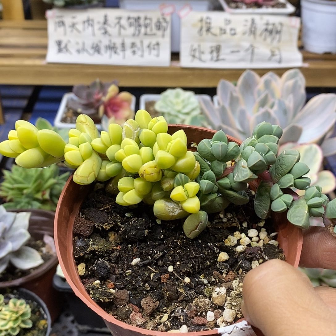 3098 鹿角海棠锦