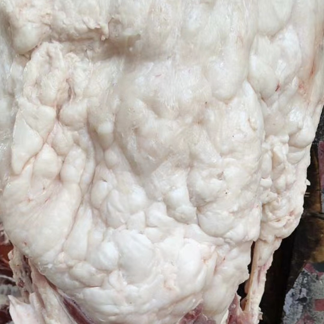 板油链接  贵州农家老品种土猪熟粮食喂养(顺丰包邮)