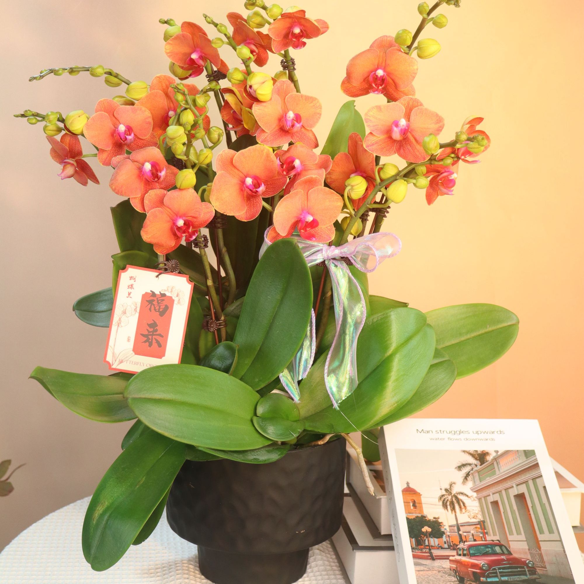 蝴蝶兰《金桔》爱马仕橙色系 室内花卉盆栽 花苞多花期长 送人送礼