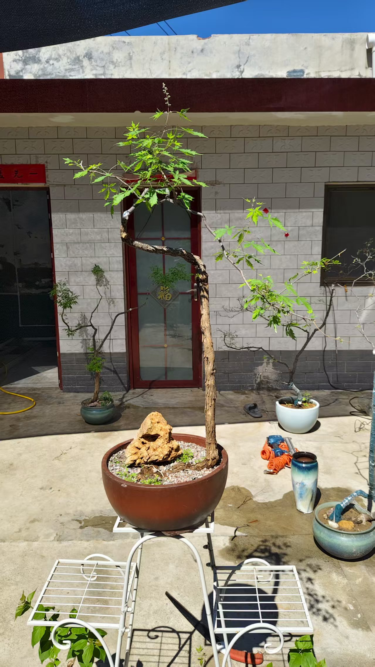 精品黄荆熟桩 文人跌枝 怪桩 苍老爆皮